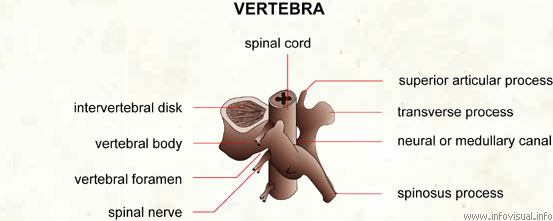 Vertebra  (Visual Dictionary)